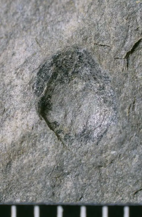Dokumentasi YPM IP 104491 dengan identifikasi pada sumber Acrothele coriacea. Isi dan label gambar dipertahankan.