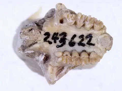 Dokumentasi USNM PAL243622 dengan identifikasi pada sumber Brachygaulus xerobothrus. Isi dan label gambar dipertahankan.