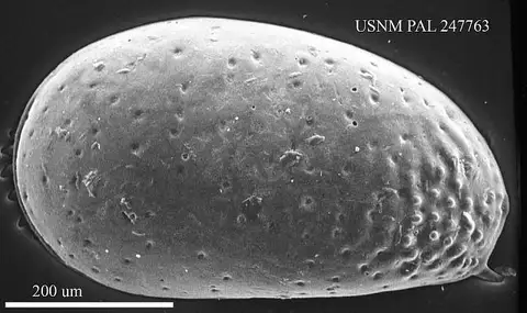 Dokumentasi USNM PAL247763 dengan identifikasi pada sumber Cytheridea ehlersi. Isi dan label gambar dipertahankan.