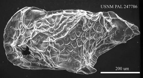 Dokumentasi USNM PAL247786 dengan identifikasi pada sumber Paracytheridea belhavenensis. Isi dan label gambar dipertahankan.