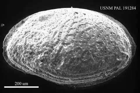 Dokumentasi USNM PAL191284 dengan identifikasi pada sumber Eocytheropteron spurgeonae. Isi dan label gambar dipertahankan.