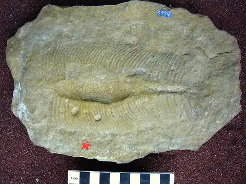 Dokumentasi USNM V5994 dengan identifikasi pada sumber Chimaerotheca wyomingana. Isi dan label gambar dipertahankan.