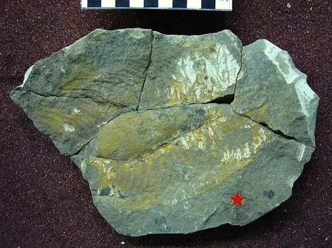 Dokumentasi USNM V16889 dengan identifikasi pada sumber Chimaerotheca newmexicana. Isi dan label gambar dipertahankan.