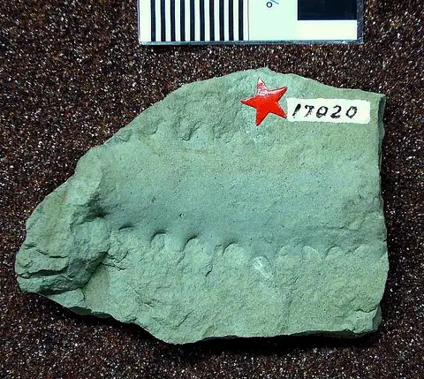 Dokumentasi USNM V17020 dengan identifikasi pada sumber Chimaerotheca montanana. Isi dan label gambar dipertahankan.