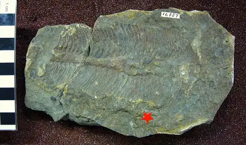 Dokumentasi USNM V16887 dengan identifikasi pada sumber Chimaerotheca alaskana. Isi dan label gambar dipertahankan.