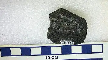 Dokumentasi USNM V16683 dengan identifikasi pada sumber Trachemys sculpta. Isi dan label gambar dipertahankan.