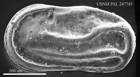 Dokumentasi USNM PAL247743 dengan identifikasi pada sumber Cytherelloidea byramensis. Isi dan label gambar dipertahankan.