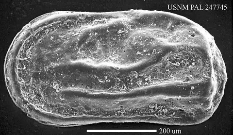 Dokumentasi USNM PAL247745 dengan identifikasi pada sumber Cytherelloidea chawneri. Isi dan label gambar dipertahankan.
