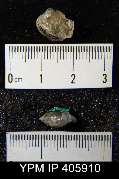Dokumentasi YPM IP 405910 dengan identifikasi pada sumber Lissatrypa atheroidea. Isi dan label gambar dipertahankan.
