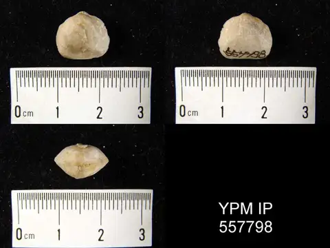 Dokumentasi YPM IP 557798 dengan identifikasi pada sumber Lissatrypa obovata. Isi dan label gambar dipertahankan.