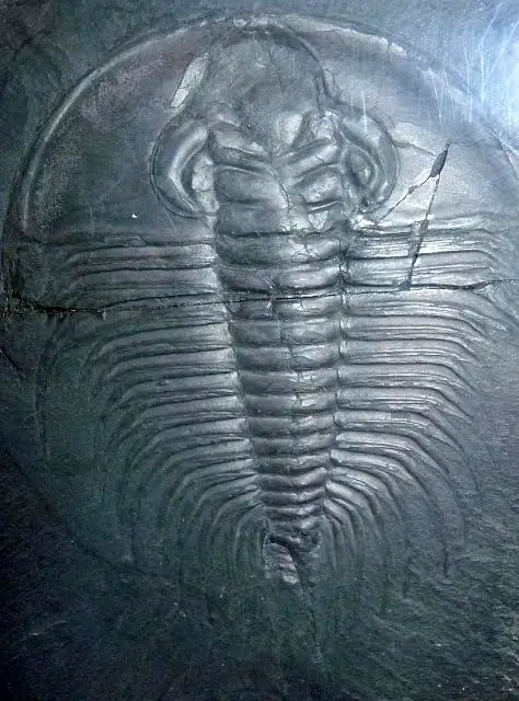 Dokumentasi USNM PAL56808A dengan identifikasi pada sumber Paedeumias transitans. Isi dan label gambar dipertahankan.