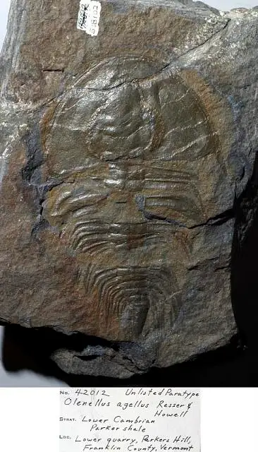 Dokumentasi USNM PAL518102 dengan identifikasi pada sumber Olenellus agellus. Isi dan label gambar dipertahankan.