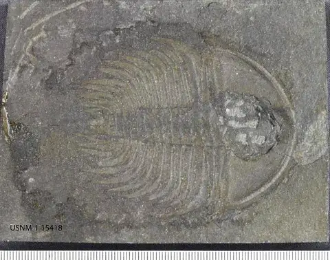 Dokumentasi USNM PAL15418 dengan identifikasi pada sumber Olenellus thompsoni. Isi dan label gambar dipertahankan.