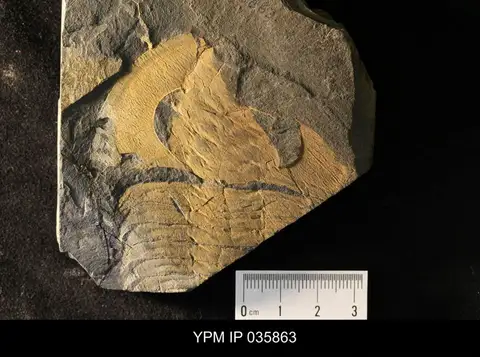 Dokumentasi YPM IP 035863 dengan identifikasi pada sumber Elliptocephala asaphoides. Isi dan label gambar dipertahankan.