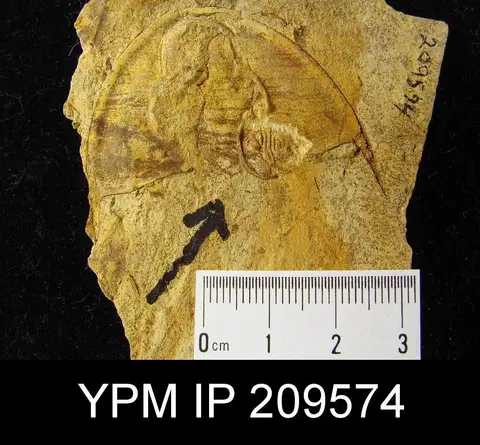 Dokumentasi YPM IP 209574 dengan identifikasi pada sumber Elliptocephala praenuntius. Isi dan label gambar dipertahankan.