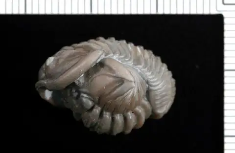Dokumentasi USNM PAL528700 dengan identifikasi pada sumber Flexicalymene retrorsa. Isi dan label gambar dipertahankan.