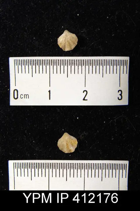 Dokumentasi YPM IP 412176 dengan identifikasi pada sumber Atrypina barrandii. Isi dan label gambar dipertahankan.
