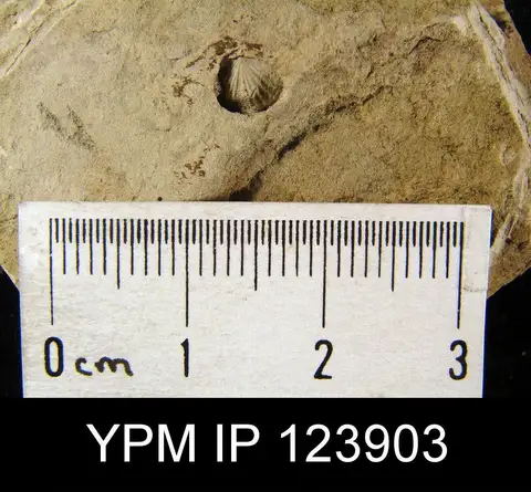 Dokumentasi YPM IP 123903 dengan identifikasi pada sumber Coelospira concava. Isi dan label gambar dipertahankan.