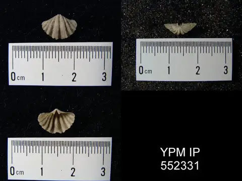 Dokumentasi YPM IP 552331 dengan identifikasi pada sumber Howellella elegans. Isi dan label gambar dipertahankan.