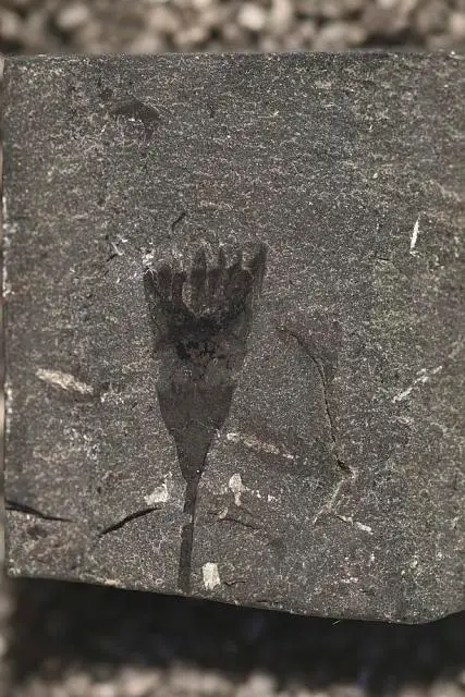 Dokumentasi USNM PAL198735 dengan identifikasi pada sumber Dinomischus isolatus. Isi dan label gambar dipertahankan.