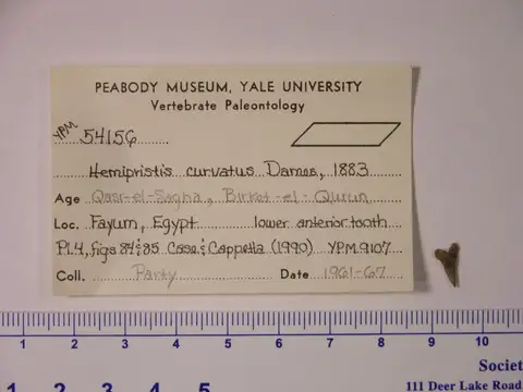 Dokumentasi YPM VP 054156 dengan identifikasi pada sumber Hemipristis curvatus. Isi dan label gambar dipertahankan.