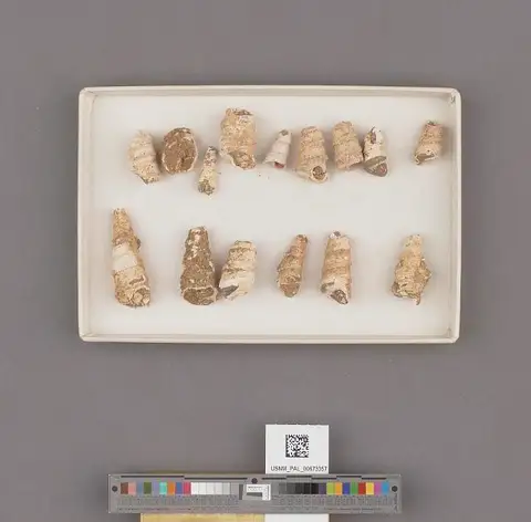 Dokumentasi USNM PAL673357 dengan identifikasi pada sumber Turritella infragranulata. Isi dan label gambar dipertahankan.