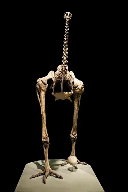 Dokumentasi USNM V5521 dengan identifikasi pada sumber Dinornis maximus. Isi dan label gambar dipertahankan.