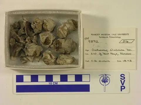 Dokumentasi YPM VP 009892 dengan identifikasi pada sumber Dinornis novaezealandiae. Isi dan label gambar dipertahankan.