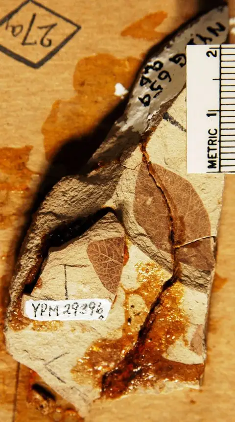 Dokumentasi YPM PB 029396.A dengan identifikasi pada sumber Leucaena californica. Isi dan label gambar dipertahankan.