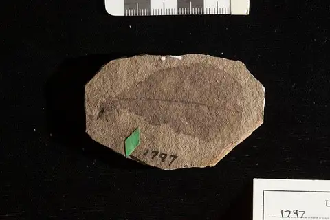 Dokumentasi USNM P1797 dengan identifikasi pada sumber Bumelia florissanti. Isi dan label gambar dipertahankan.