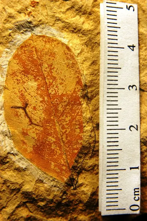 Dokumentasi YPM PB 029434 dengan identifikasi pada sumber Robinia californica. Isi dan label gambar dipertahankan.