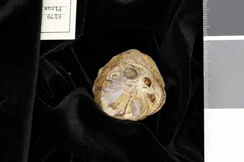 Dokumentasi USNM P8179 dengan identifikasi pada sumber Pinus lindgreni. Isi dan label gambar dipertahankan.