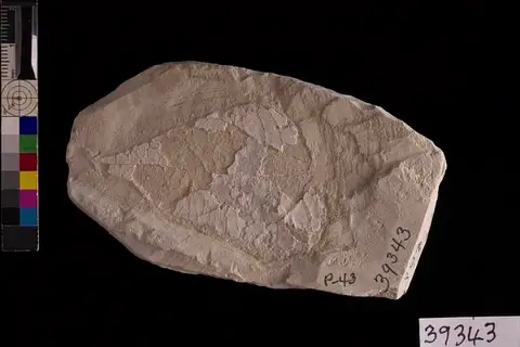 Dokumentasi USNM P39343 dengan identifikasi pada sumber Celtis kansana. Isi dan label gambar dipertahankan.