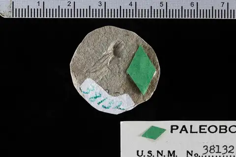Dokumentasi USNM P38132 dengan identifikasi pada sumber Cercocarpus praeledifolius. Isi dan label gambar dipertahankan.