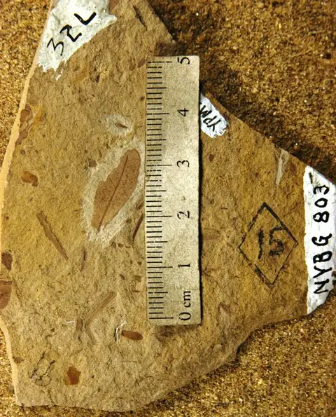 Dokumentasi YPM PB 029112 dengan identifikasi pada sumber Quercus convexa. Isi dan label gambar dipertahankan.