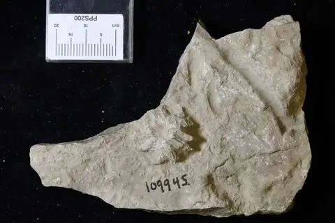Dokumentasi YPM IP 109945 dengan identifikasi pada sumber Dimerocrinites elegans. Isi dan label gambar dipertahankan.