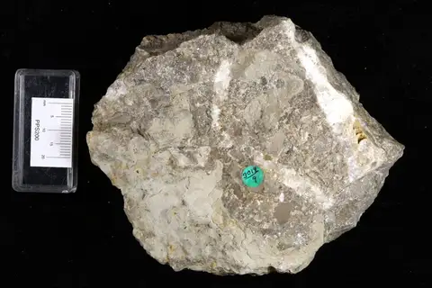 Dokumentasi YPM IP 038198 dengan identifikasi pada sumber Carabocrinus boltoni. Isi dan label gambar dipertahankan.