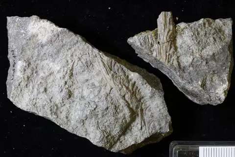 Dokumentasi YPM IP 161644 dengan identifikasi pada sumber Eomyelodactylus sparteus. Isi dan label gambar dipertahankan.