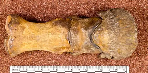 Dokumentasi USNM V12593 dengan identifikasi pada sumber Equus occidentalis. Isi dan label gambar dipertahankan.