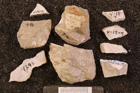 Dokumentasi YPM IP 453028 dengan identifikasi pada sumber Actinostroma expansum. Isi dan label gambar dipertahankan.