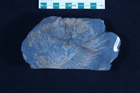 Dokumentasi P 12021 dengan identifikasi pada sumber Paradoxides gracilis. Isi dan label gambar dipertahankan.
