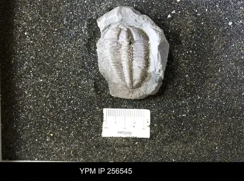 Dokumentasi YPM IP 256545 dengan identifikasi pada sumber Conocoryphe sulzeri. Isi dan label gambar dipertahankan.