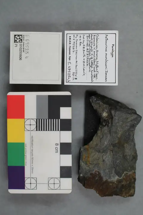 Dokumentasi PI E 69528 b dengan identifikasi pada sumber Aethocrinus murchisoni. Isi dan label gambar dipertahankan.