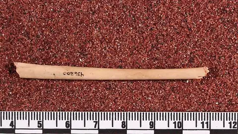 Dokumentasi USNM PAL436200 dengan identifikasi pada sumber Pterodroma alba. Isi dan label gambar dipertahankan.