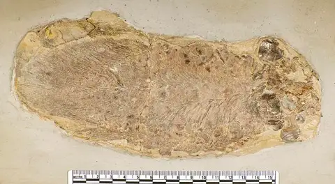 Dokumentasi USNM PAL271597 dengan identifikasi pada sumber Scaumenacia curta. Isi dan label gambar dipertahankan.