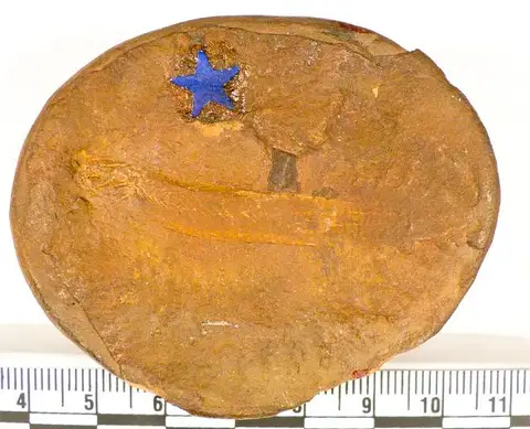 Dokumentasi USNM V4433 dengan identifikasi pada sumber Palaeophichthys parvulus. Isi dan label gambar dipertahankan.