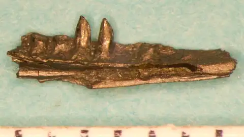 Dokumentasi USNM PAL498662 dengan identifikasi pada sumber Parophisaurus mccloskeyi. Isi dan label gambar dipertahankan.