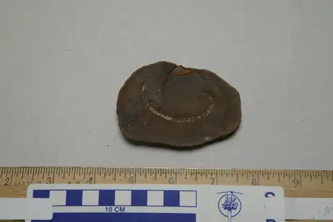 Dokumentasi YPM IP 042822 dengan identifikasi pada sumber Hexecontasoma carinatum. Isi dan label gambar dipertahankan.