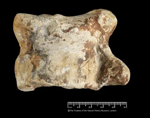 Dokumentasi PV M 103381 dengan identifikasi pada sumber Helladotherium duvernoyi. Isi dan label gambar dipertahankan.