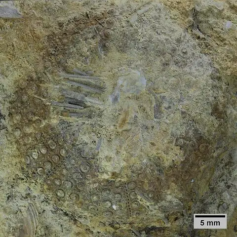 Dokumentasi USNM PAL103708 dengan identifikasi pada sumber Orthopsis planulata. Isi dan label gambar dipertahankan.
